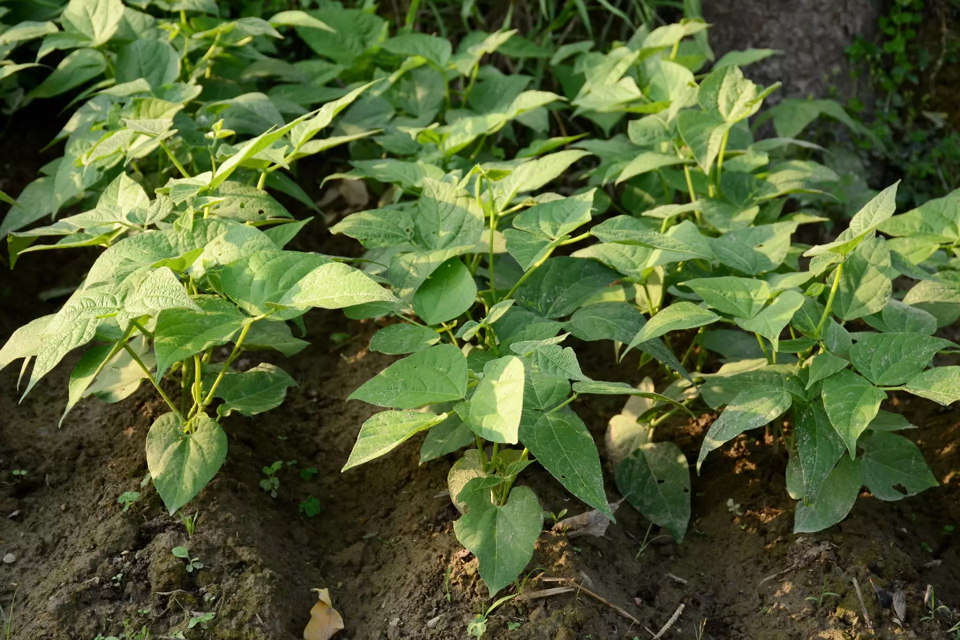 Beans crop field