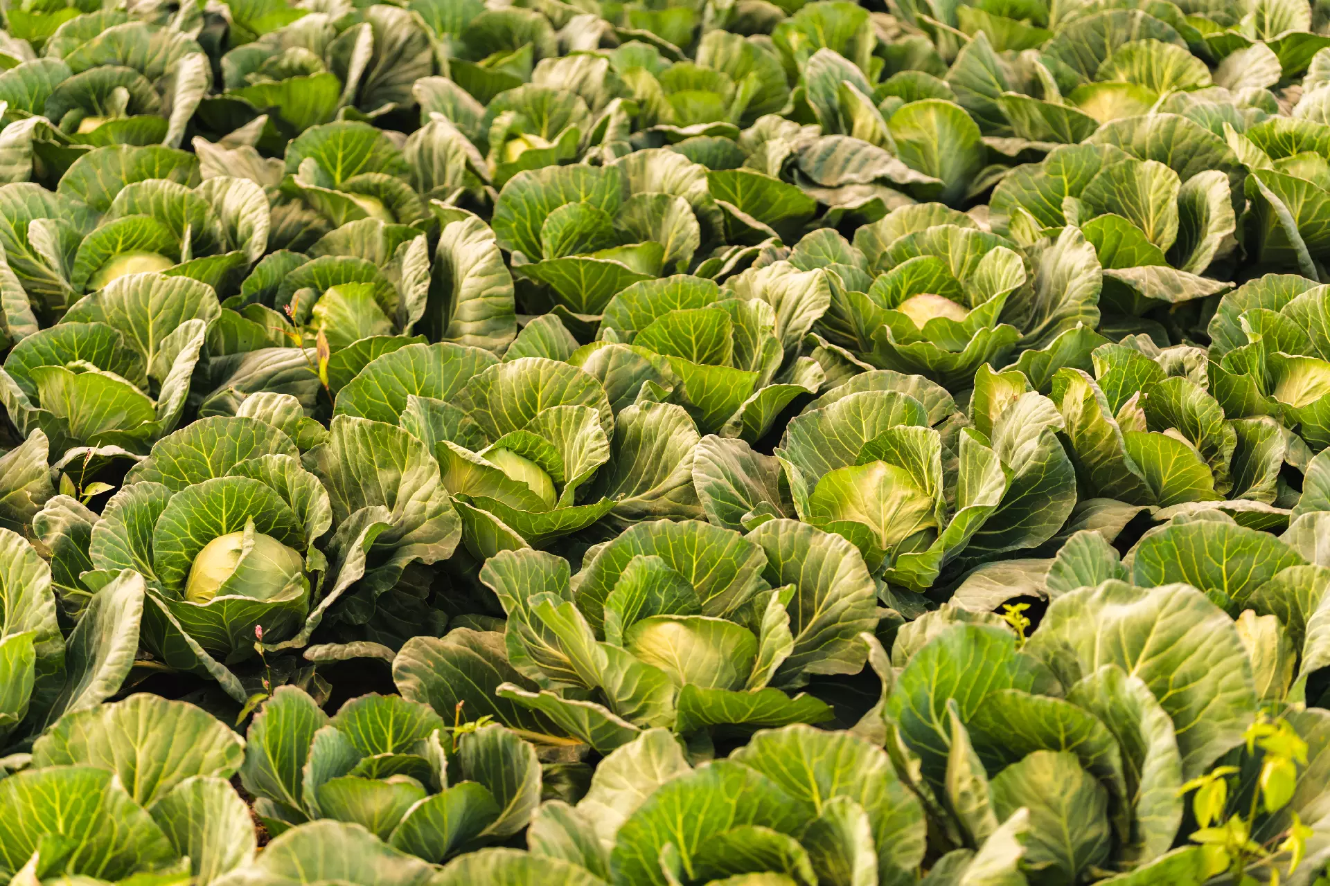 Cabbage crop field