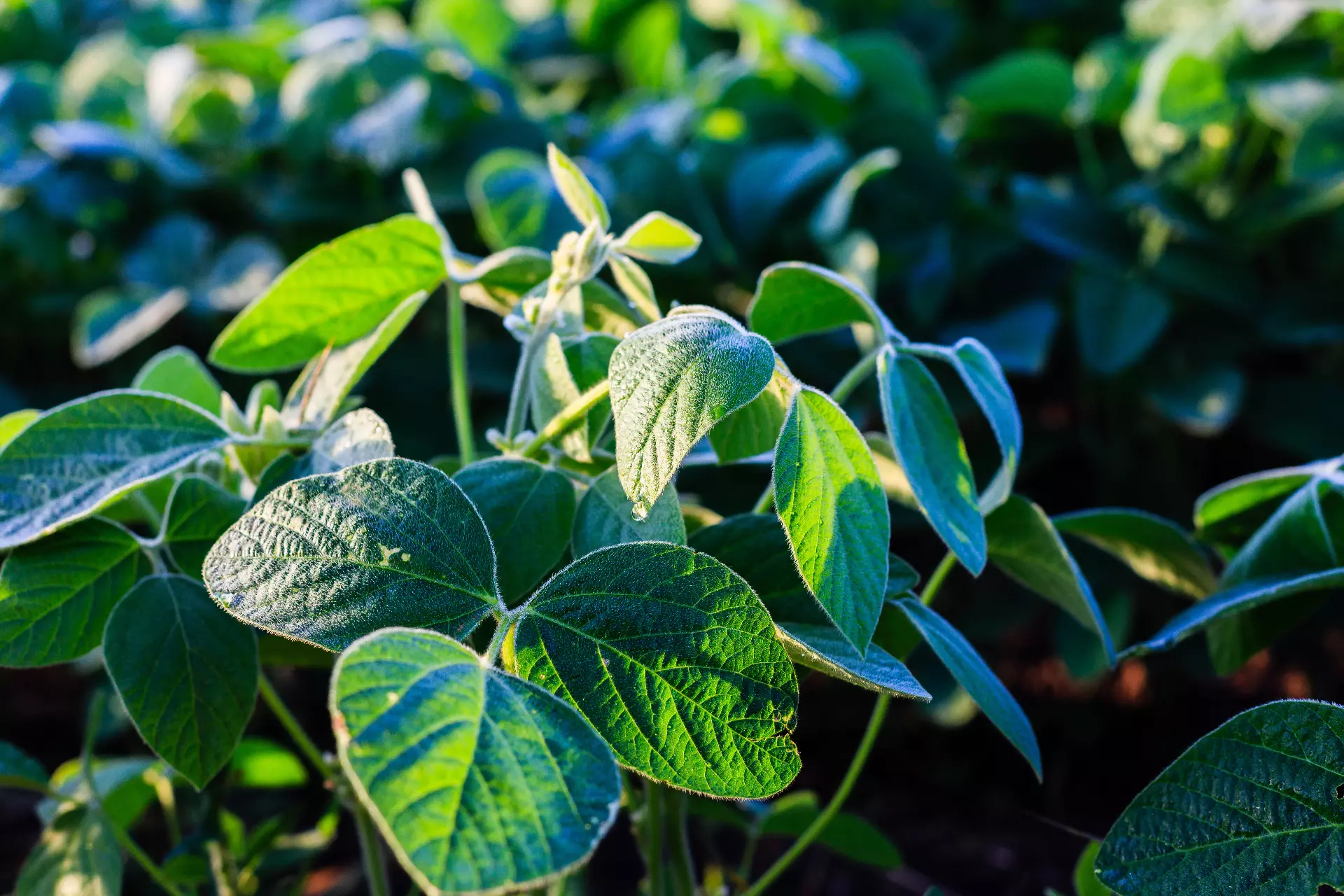 Soyabeans crop field